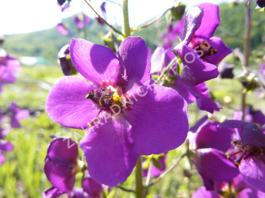 Divizna brunátná 'Violetta' - Verbascum phoeniceum 'Violetta'