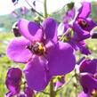 Divizna brunátná 'Violetta' - Verbascum phoeniceum 'Violetta'