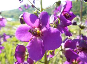 Divizna brunátná 'Violetta' - Verbascum phoeniceum 'Violetta'