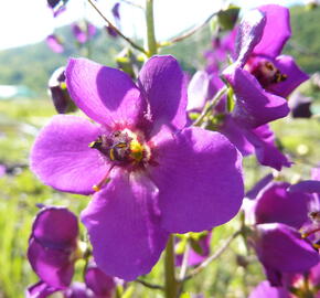 Divizna brunátná 'Violetta' - Verbascum phoeniceum 'Violetta'