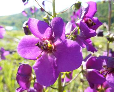Divizna brunátná 'Violetta'