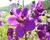 Divizna brunátná 'Violetta'