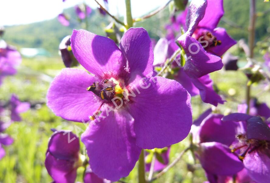 Divizna brunátná 'Violetta' - Verbascum phoeniceum 'Violetta'
