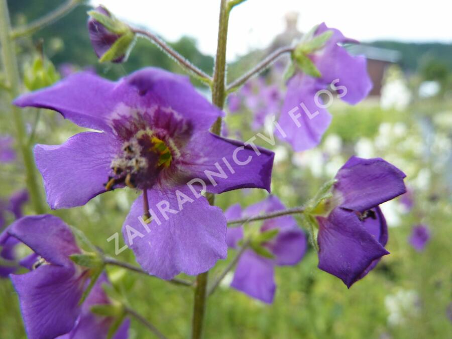 Divizna brunátná 'Violetta' - Verbascum phoeniceum 'Violetta'