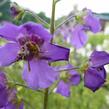 Divizna brunátná 'Violetta' - Verbascum phoeniceum 'Violetta'