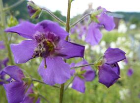 Divizna brunátná 'Violetta' - Verbascum phoeniceum 'Violetta'