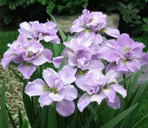 Kosatec sibiřský 'Kita-No-Seiza' - Iris sibirica 'Kita-No-Seiza'