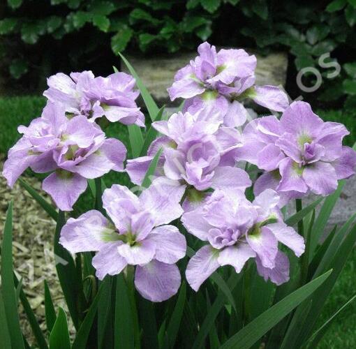 Kosatec sibiřský 'Kita-No-Seiza' - Iris sibirica 'Kita-No-Seiza'
