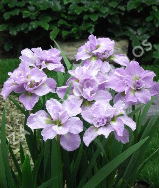 Kosatec sibiřský 'Kita-No-Seiza' - Iris sibirica 'Kita-No-Seiza'