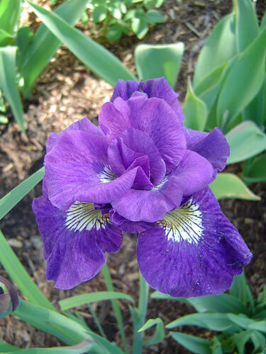 Kosatec 'Kaboom' - Iris sibirica 'Kaboom'