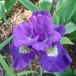 Kosatec 'Kaboom' - Iris sibirica 'Kaboom'