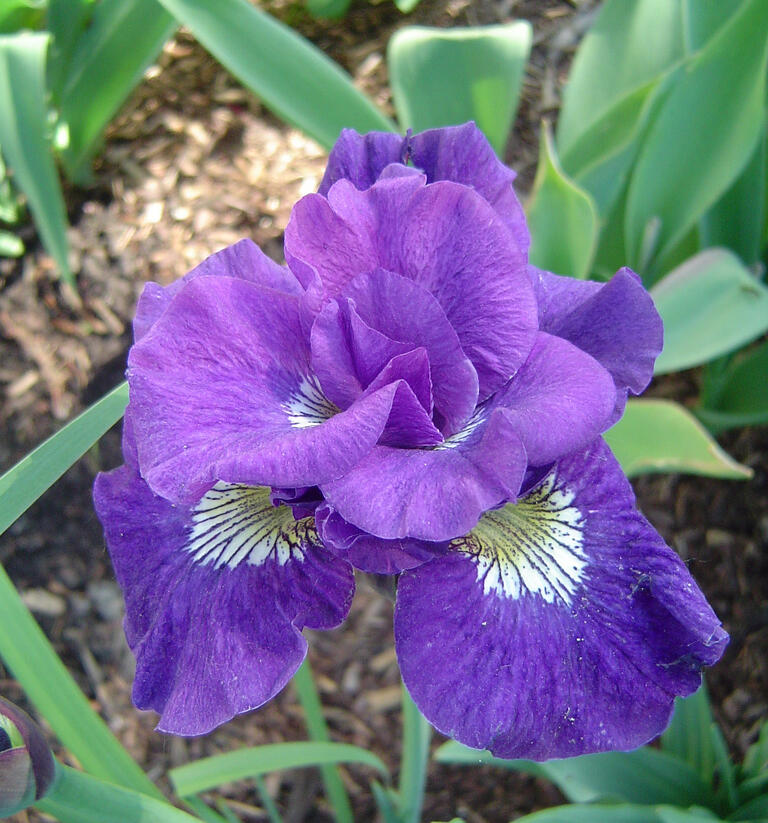 Kosatec 'Kaboom' - Iris sibirica 'Kaboom'