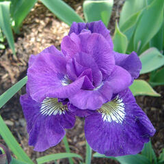 Kosatec 'Kaboom' - Iris sibirica 'Kaboom'