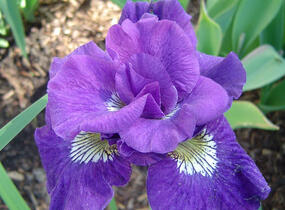 Kosatec 'Kaboom' - Iris sibirica 'Kaboom'