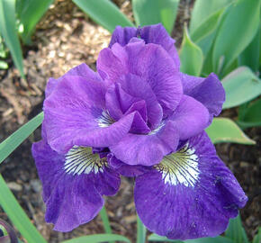 Kosatec 'Kaboom' - Iris sibirica 'Kaboom'