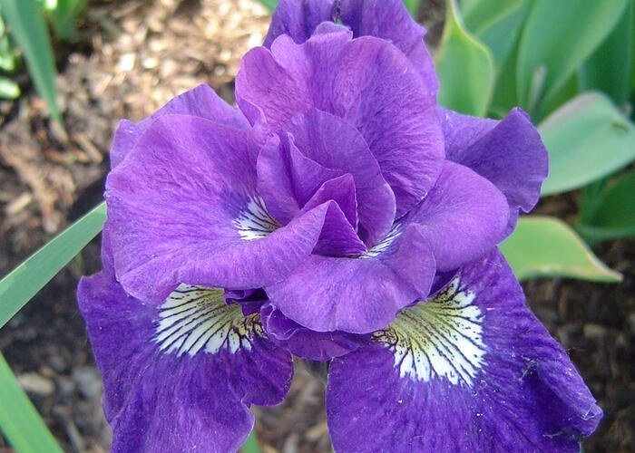 Kosatec 'Kaboom' - Iris sibirica 'Kaboom'