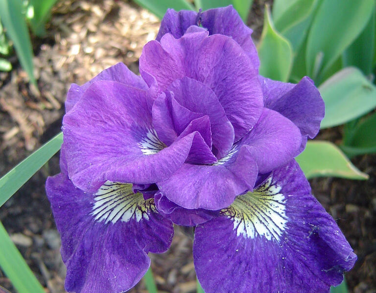 Kosatec 'Kaboom' - Iris sibirica 'Kaboom'