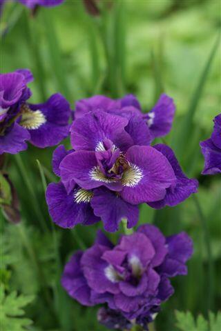 Kosatec 'Kaboom' - Iris sibirica 'Kaboom'