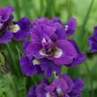 Kosatec 'Kaboom' - Iris sibirica 'Kaboom'
