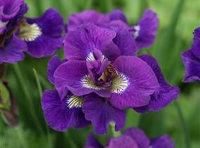 Kosatec 'Kaboom' - Iris sibirica 'Kaboom'