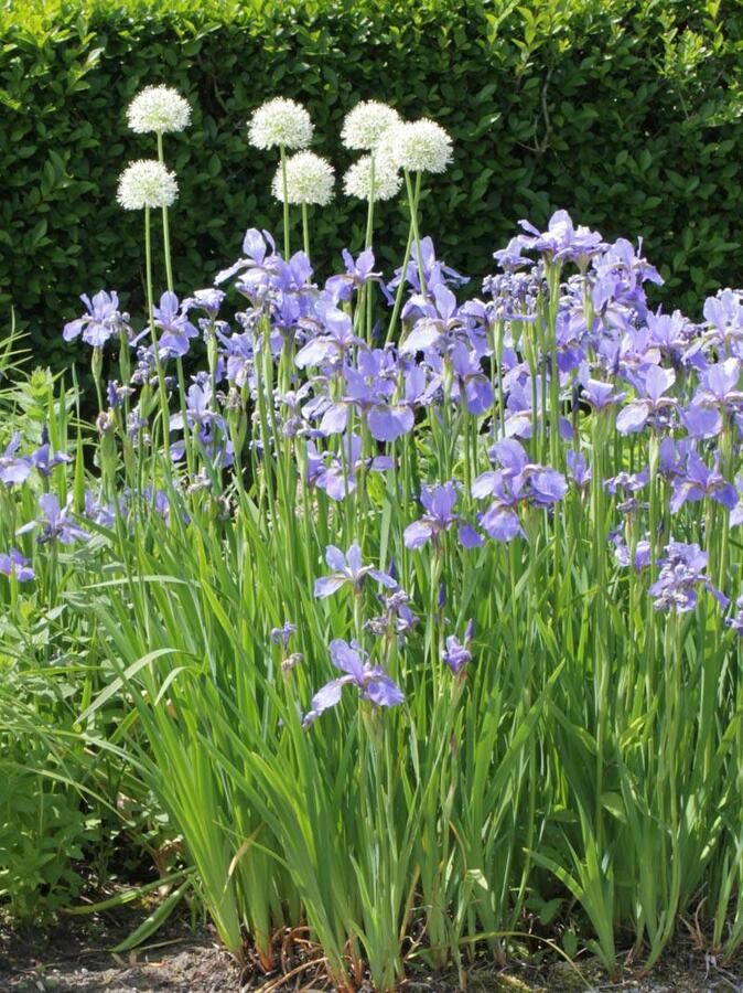 Kosatec sibiřský 'Himmel von Komi' - Iris sibirica 'Himmel von Komi'