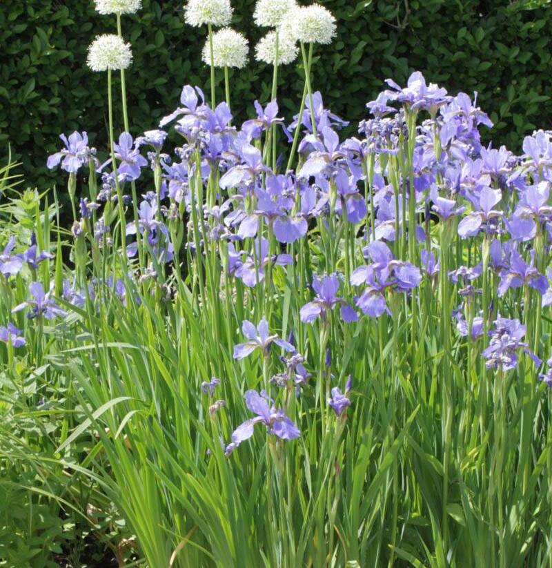 Kosatec sibiřský 'Himmel von Komi' - Iris sibirica 'Himmel von Komi'