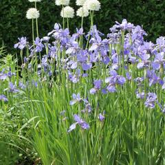 Kosatec sibiřský 'Himmel von Komi' - Iris sibirica 'Himmel von Komi'