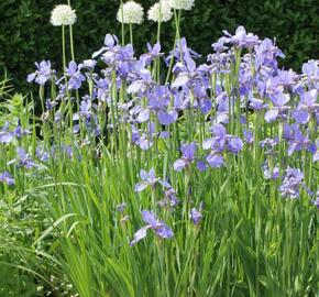 Kosatec sibiřský 'Himmel von Komi' - Iris sibirica 'Himmel von Komi'