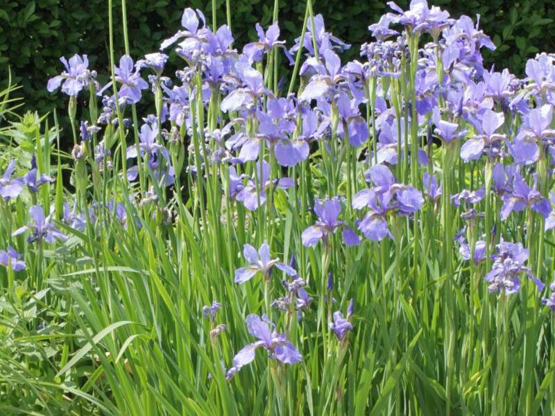 Kosatec sibiřský 'Himmel von Komi' - Iris sibirica 'Himmel von Komi'