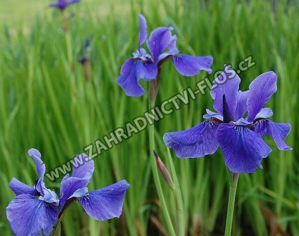 Kosatec sibiřský 'Himmel von Komi' - Iris sibirica 'Himmel von Komi'