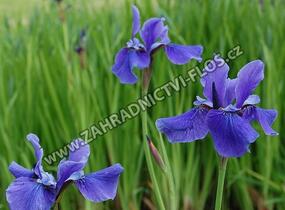 Kosatec sibiřský 'Himmel von Komi' - Iris sibirica 'Himmel von Komi'