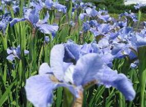 Kosatec sibiřský 'Himmel von Komi' - Iris sibirica 'Himmel von Komi'