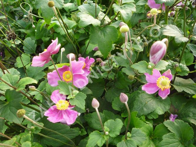 Sasanka japonská 'Splendens' - Anemone hupehensis 'Splendens'