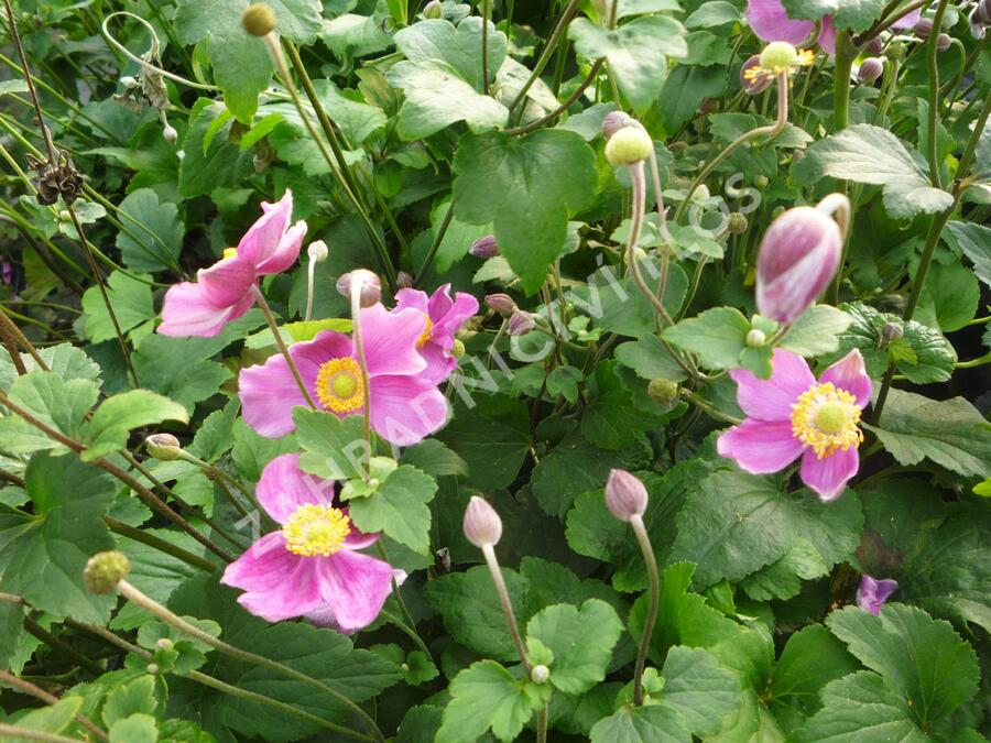 Sasanka japonská 'Splendens' - Anemone hupehensis 'Splendens'