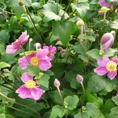 Sasanka japonská 'Splendens' - Anemone hupehensis 'Splendens'