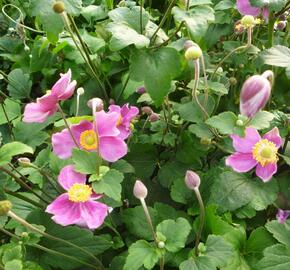 Sasanka japonská 'Splendens' - Anemone hupehensis 'Splendens'