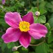 Sasanka japonská 'Splendens' - Anemone hupehensis 'Splendens'