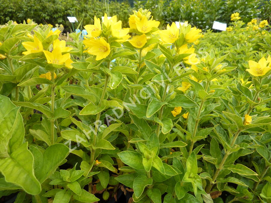 Vrbina tečkovaná - Lysimachia punctata