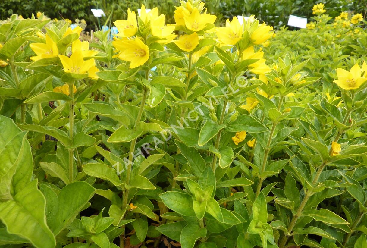 Vrbina tečkovaná - Lysimachia punctata