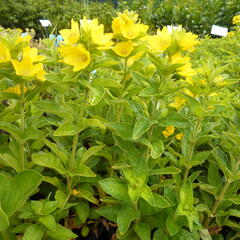 Vrbina tečkovaná - Lysimachia punctata