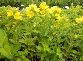 Vrbina tečkovaná - Lysimachia punctata