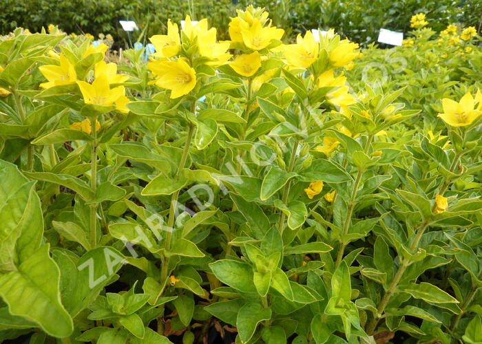 Vrbina tečkovaná - Lysimachia punctata