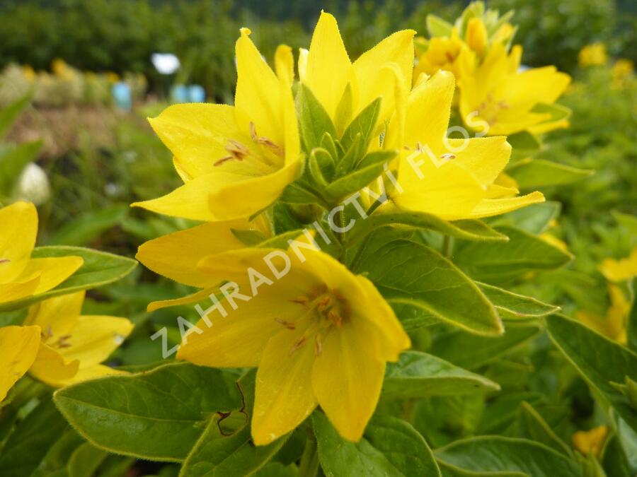 Vrbina tečkovaná - Lysimachia punctata