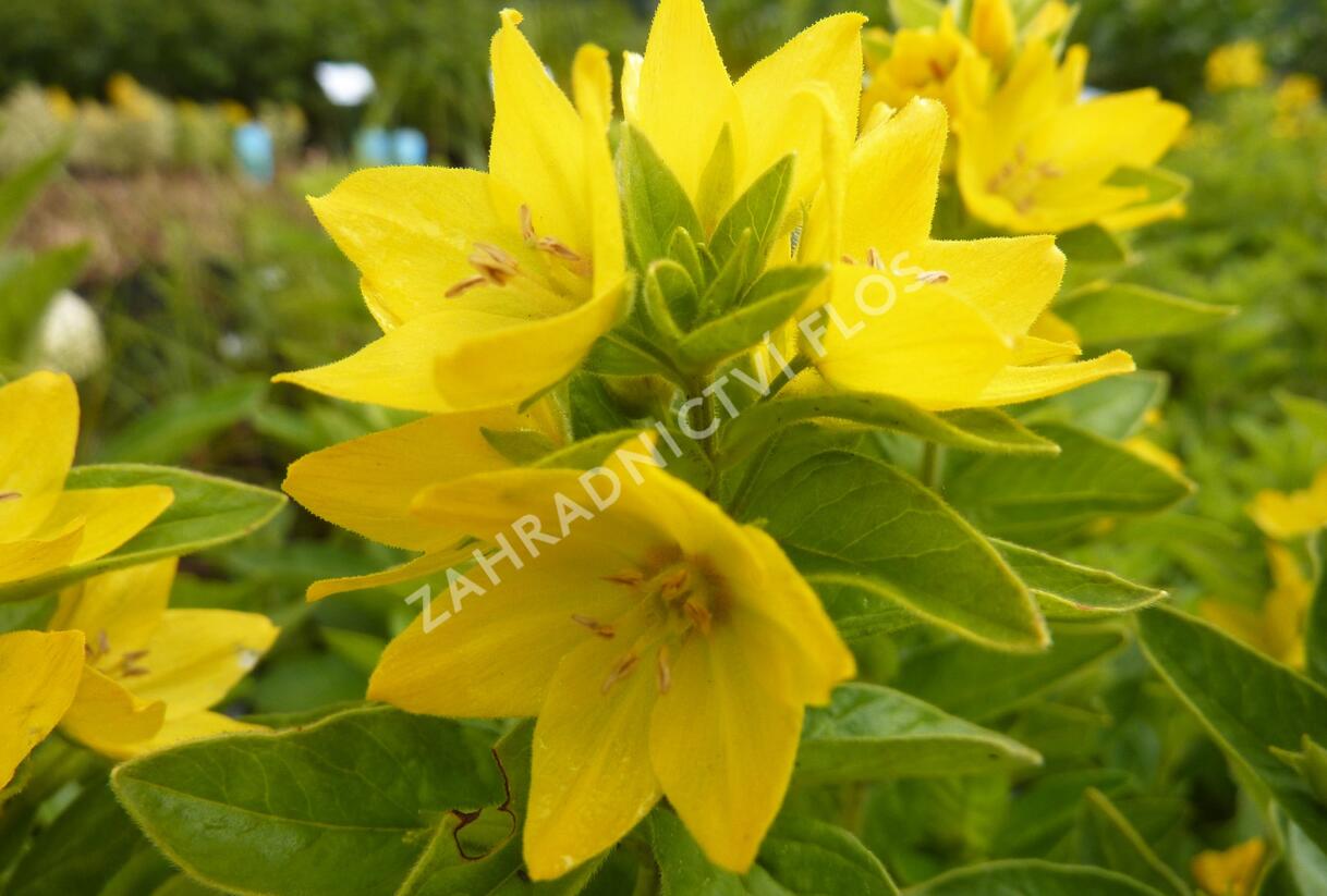 Vrbina tečkovaná - Lysimachia punctata