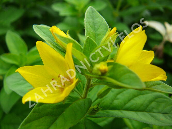 Vrbina tečkovaná - Lysimachia punctata