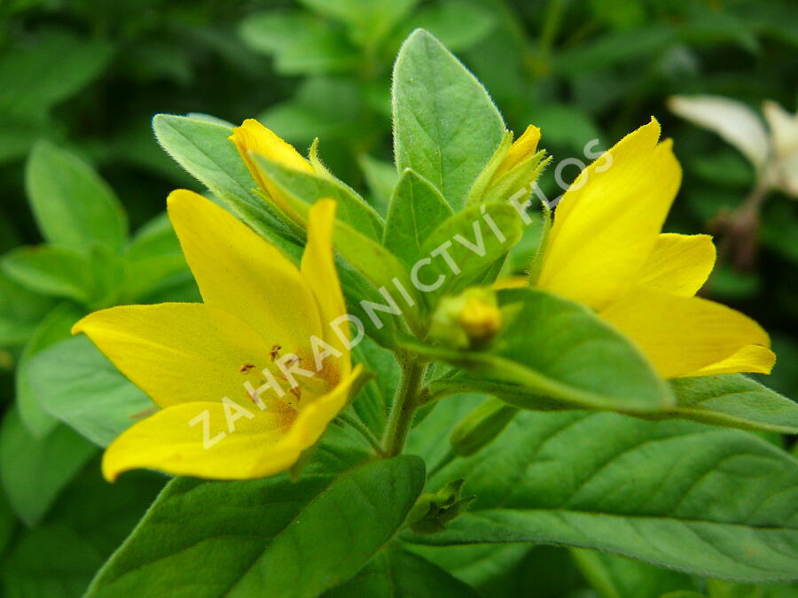 Vrbina tečkovaná - Lysimachia punctata