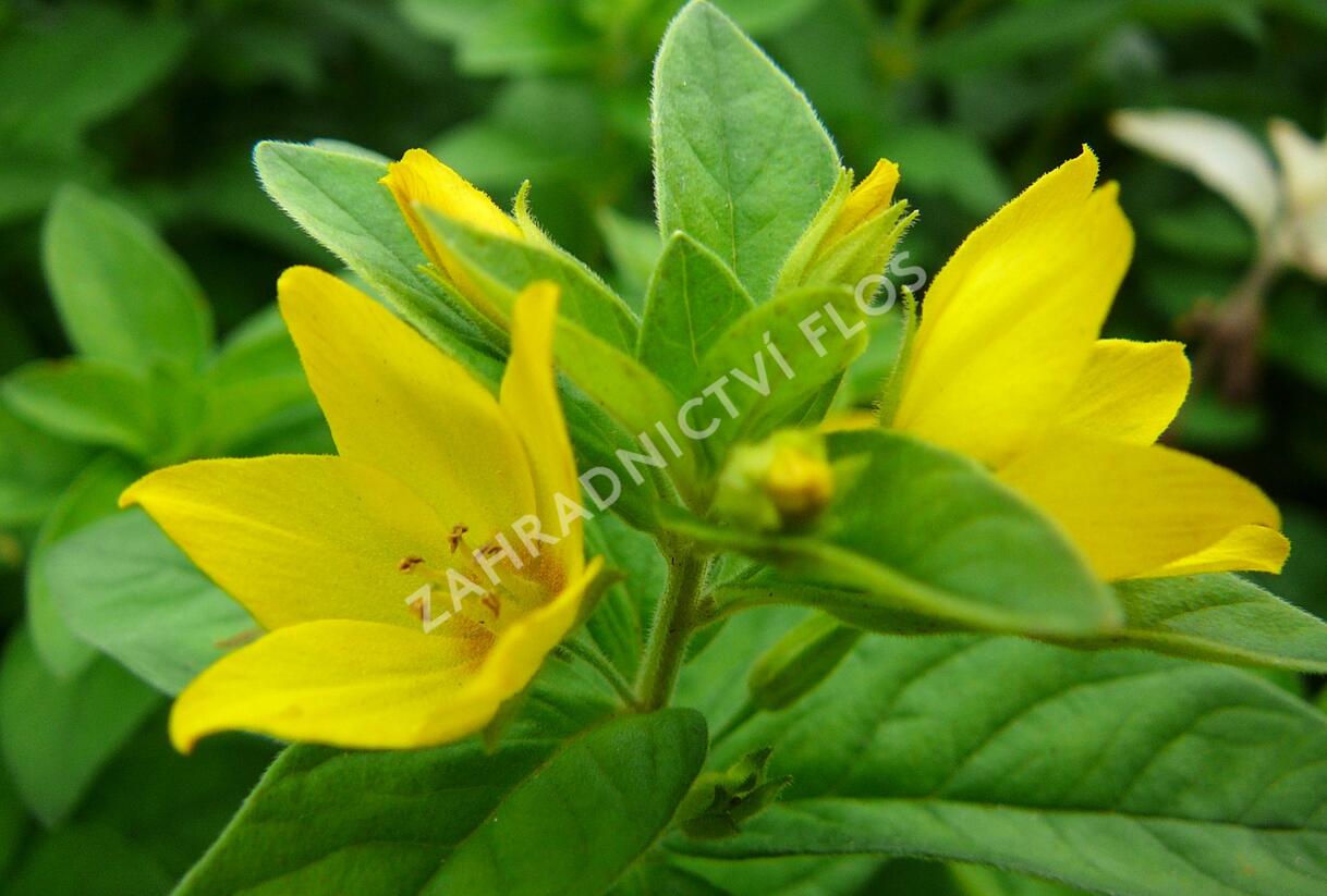 Vrbina tečkovaná - Lysimachia punctata