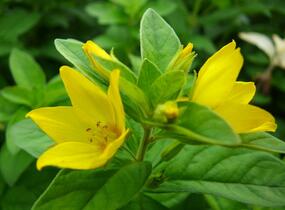 Vrbina tečkovaná - Lysimachia punctata