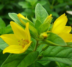 Vrbina tečkovaná - Lysimachia punctata