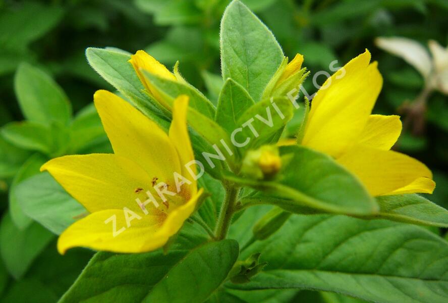 Vrbina tečkovaná - Lysimachia punctata